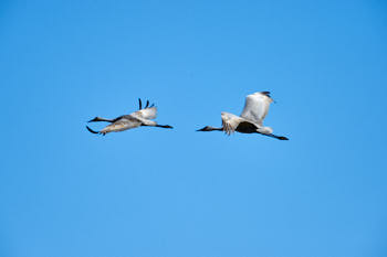 Wildlife Yellowstone<br>NIKON D4, 850 mm, 450 ISO,  1/2000 sec,  f : 8 